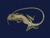 藏品(斯文豪氏攀蜥)的圖片